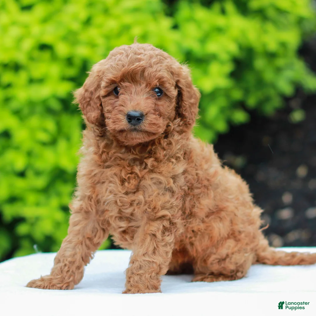 Mini Goldendoodle dogs for sale: Wendy  - Ad 2