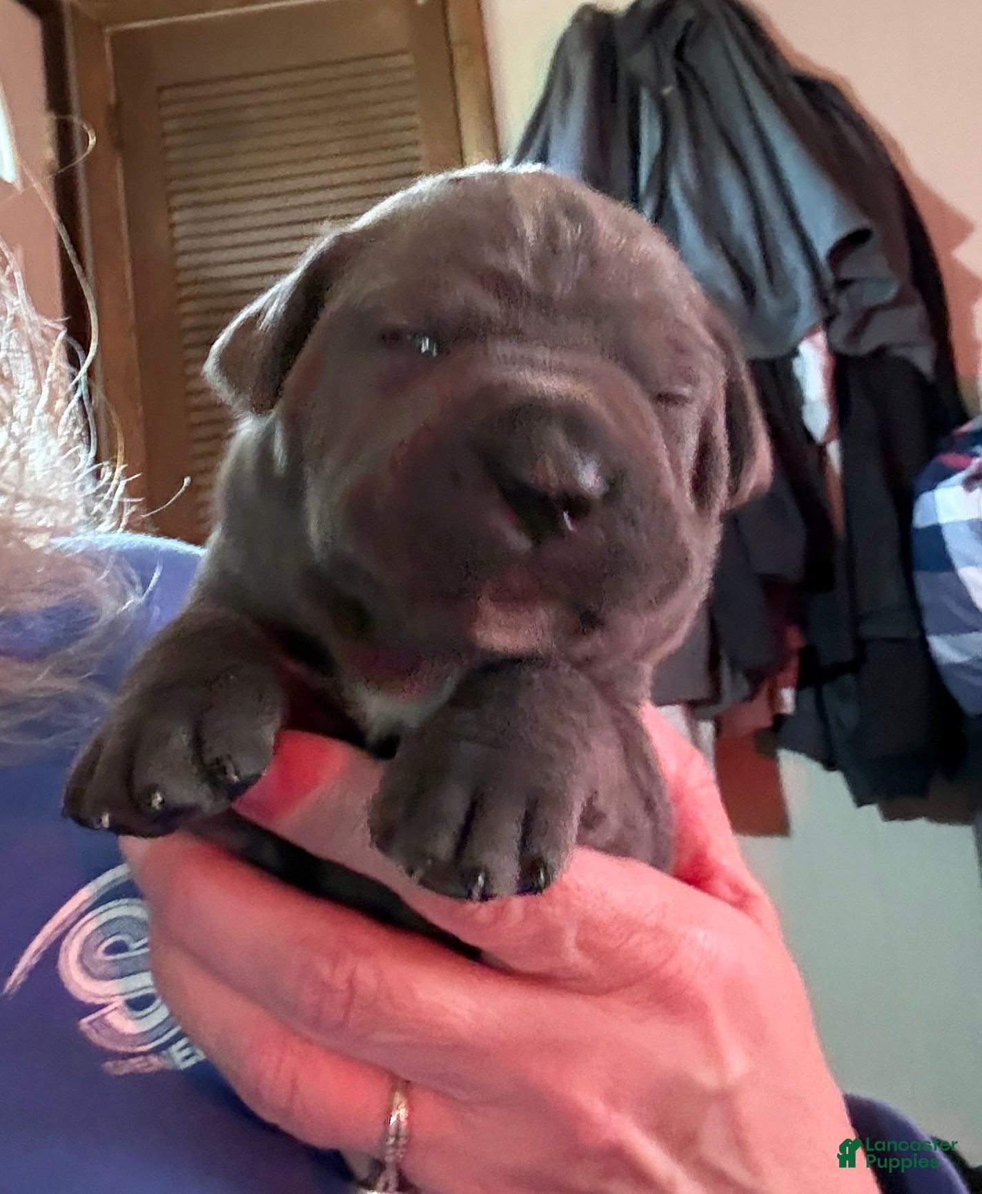 Cane Corso dogs Red - Ad 11