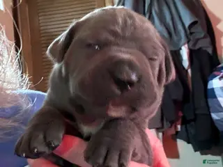 Cane Corso dogs Red - Ad 11
