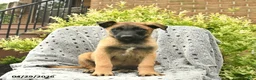 Belgian Malinois dogs for sale: Theo  - Ad 2
