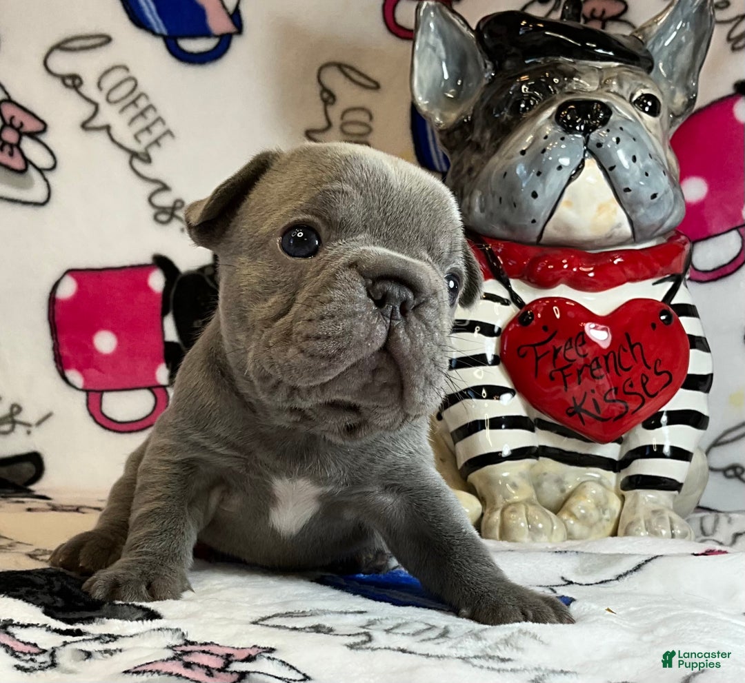 French Bulldog dogs for sale: River  - Ad 19