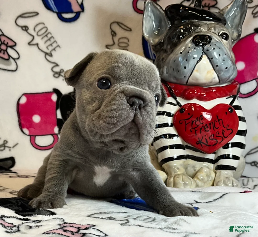 French Bulldog dogs for sale: River  - Ad 37