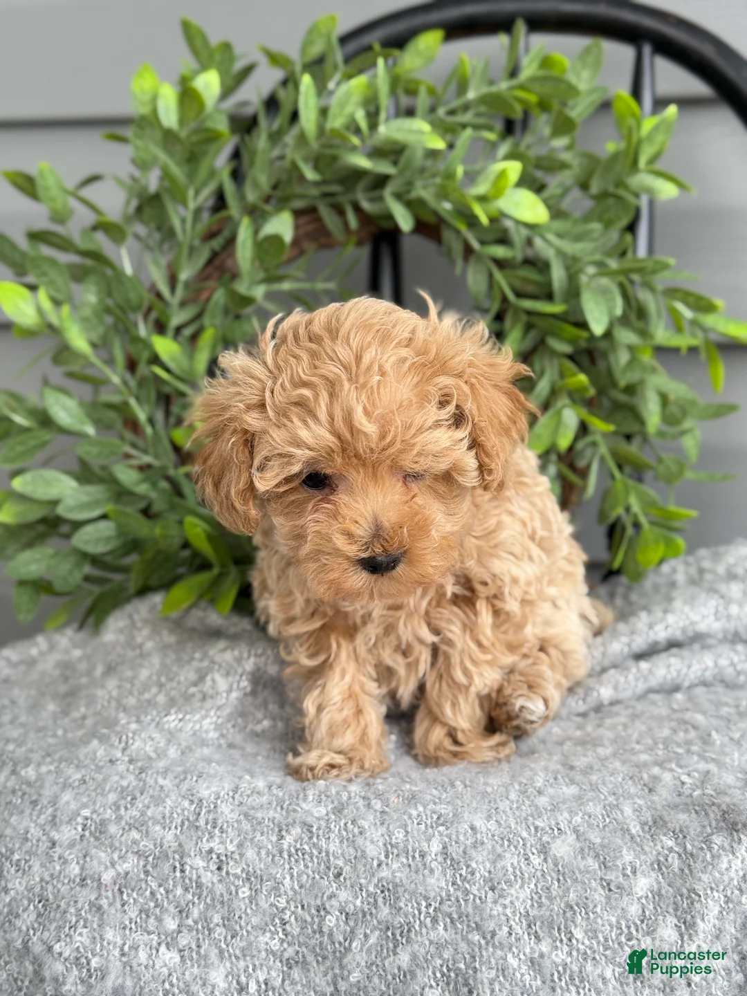 Maltipoo dogs for sale: Tillie - Ad 10