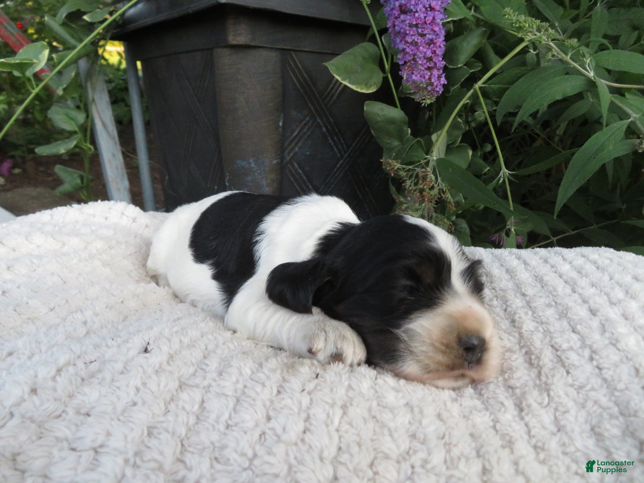 Cocker Spaniel dogs Willow - Ad 1