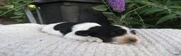 Cocker Spaniel dogs for sale: Willow - Ad 1