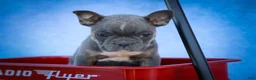 Frenchton dogs for sale: Poppy  - Ad 20