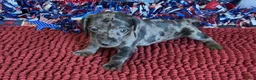 Miniature Dachshund dogs for sale: Speckles Wire - Ad 2