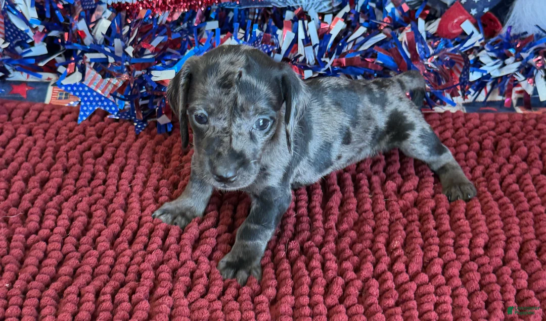 Miniature Dachshund dogs for sale: Speckles Wire - Ad 2