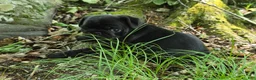 Pug dogs for sale: Brittney - Ad 16