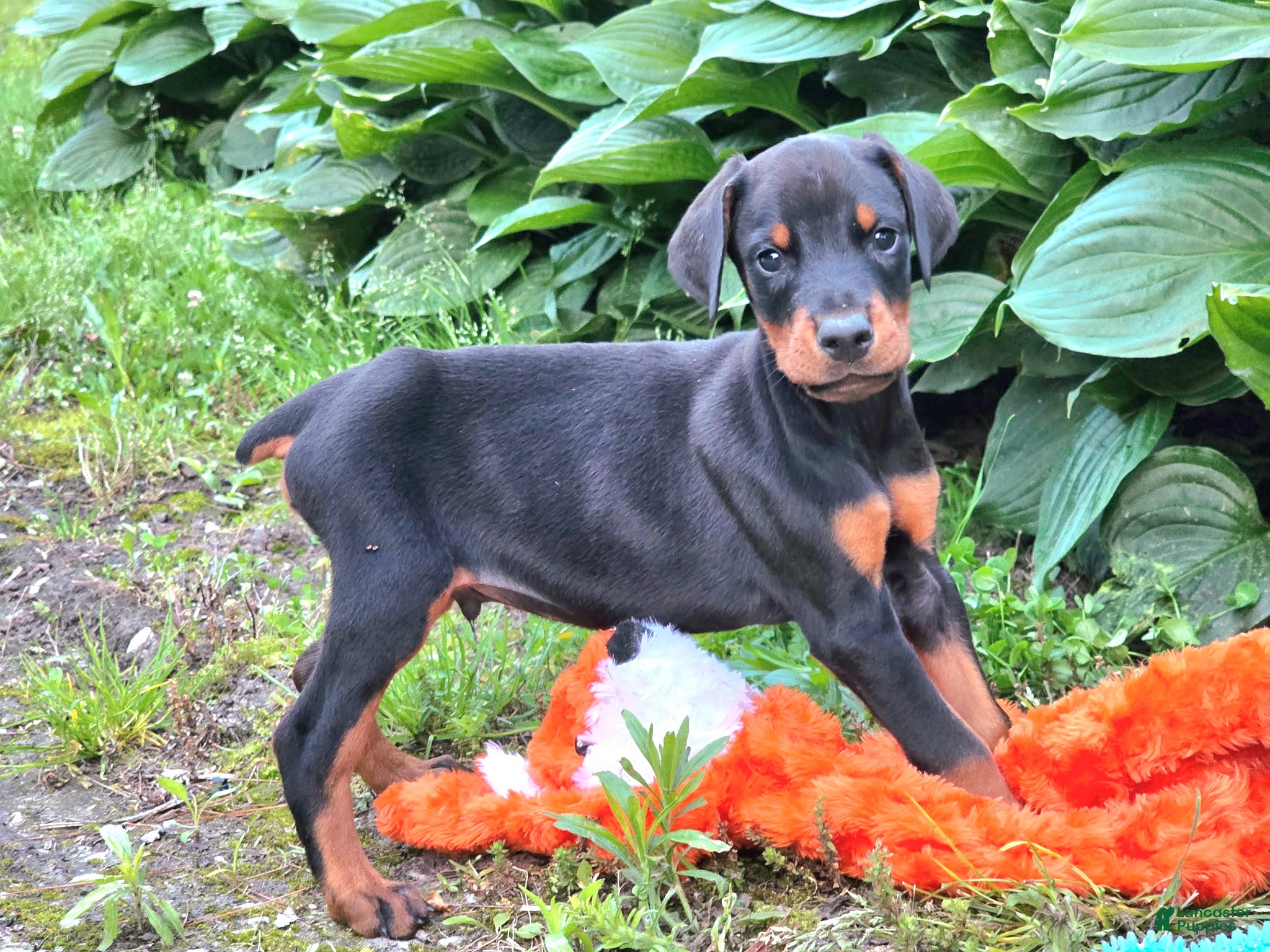 Doberman Pinscher dogs Griffin - Ad 1