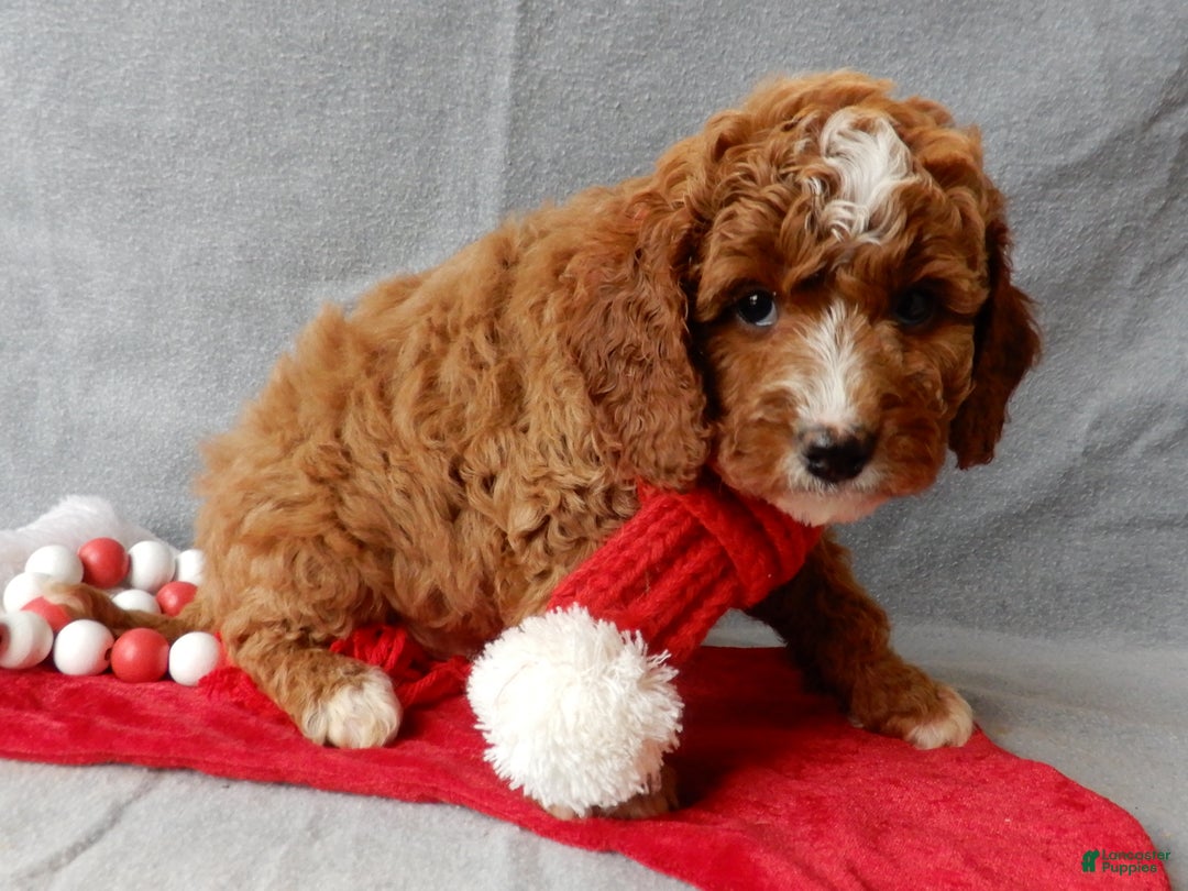 Cavapoo dogs for sale: Chester - Ad 5