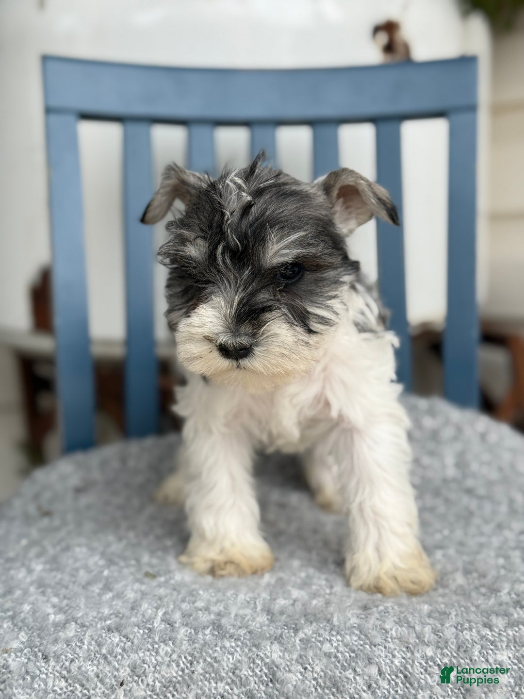 Miniature Schnauzer dogs for sale: Dancer - Ad 9