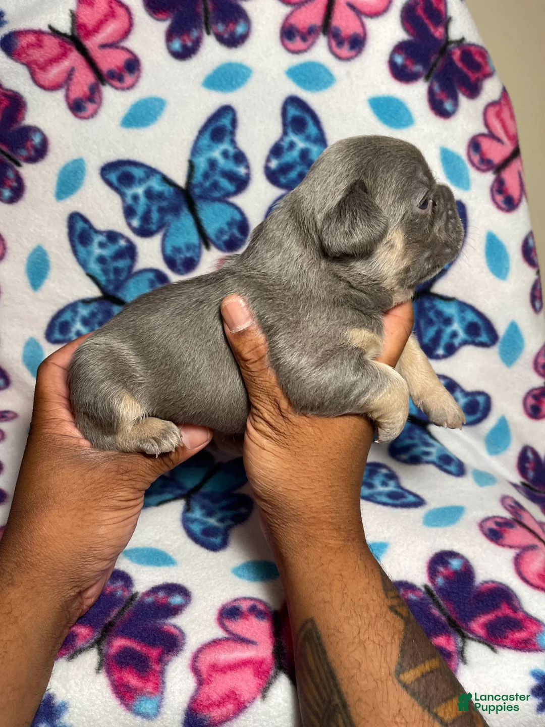 French Bulldog dogs for sale: Sadie  - Ad 2