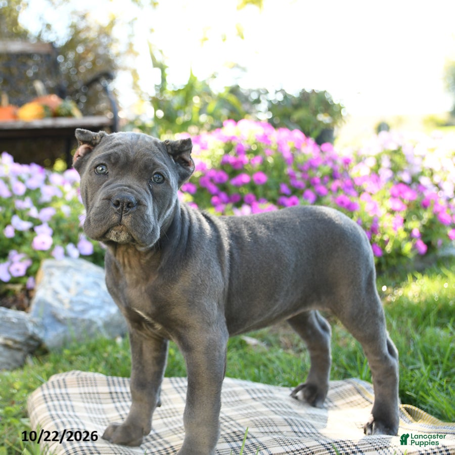 Cane Corso dogs for sale: Tundra - Ad 1