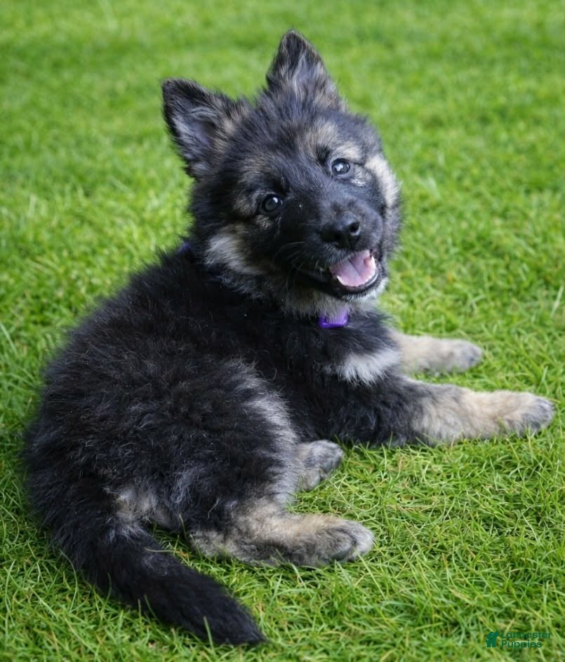 German Shepherd dogs German Shepherd purple collar - Ad 2