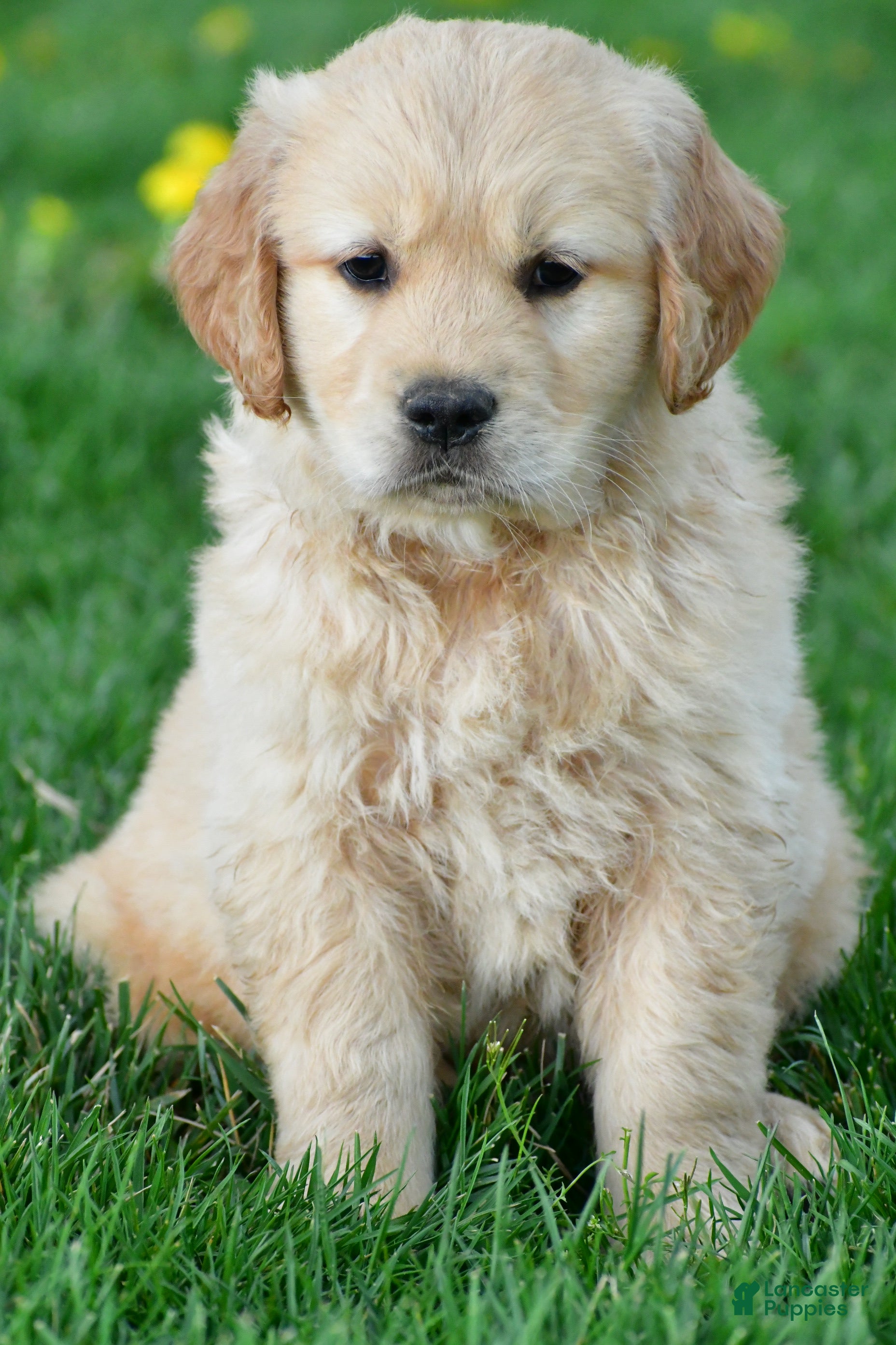 Golden Retriever dogs Cash - Ad 1
