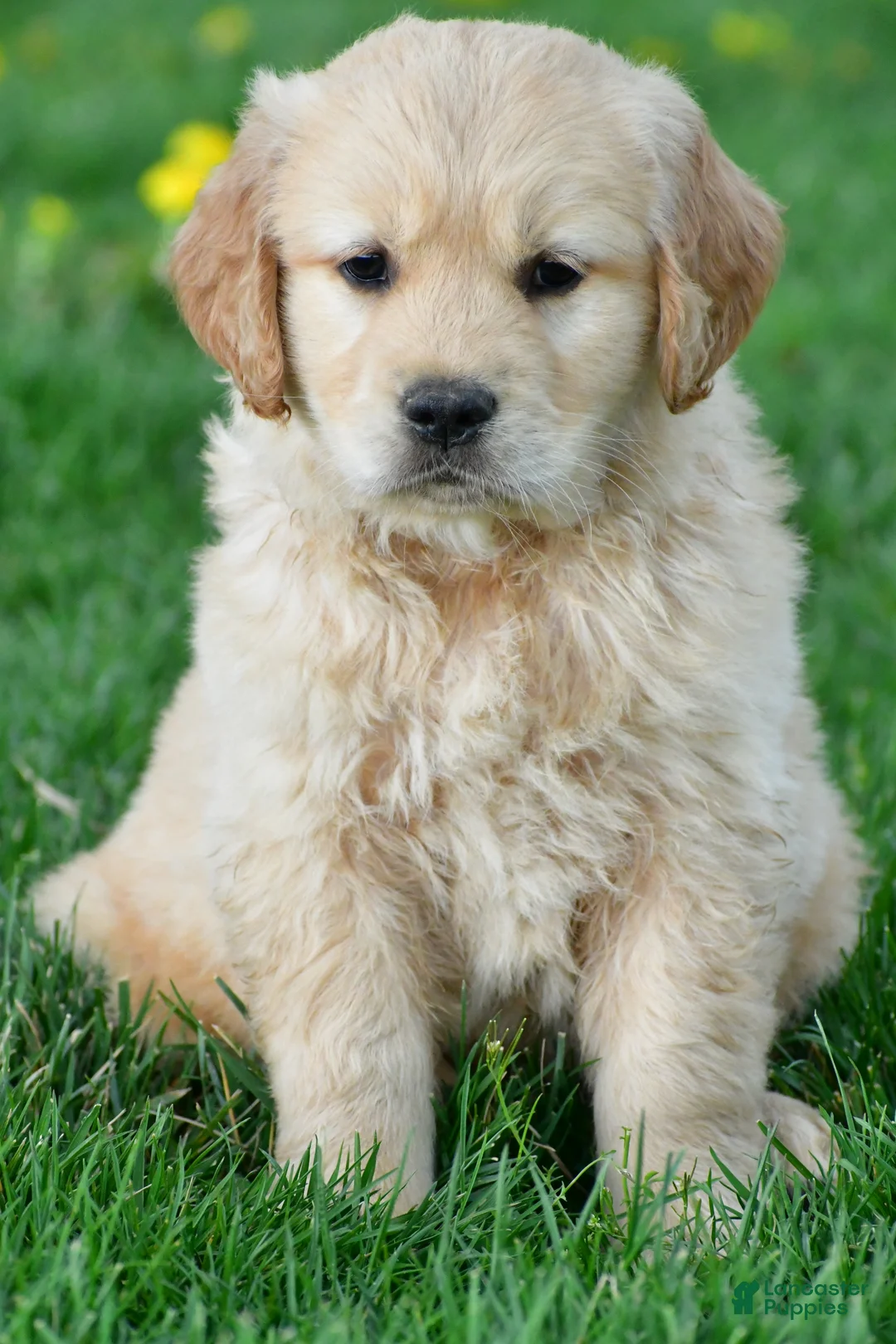 Golden Retriever dogs for sale: Cash - Ad 1