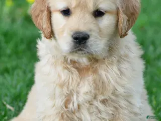 Golden Retriever dogs for sale: Cash - Ad 2