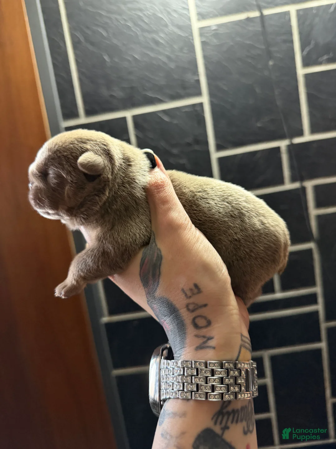 English Bulldog dogs for sale: Lilac full suit male - Ad 2