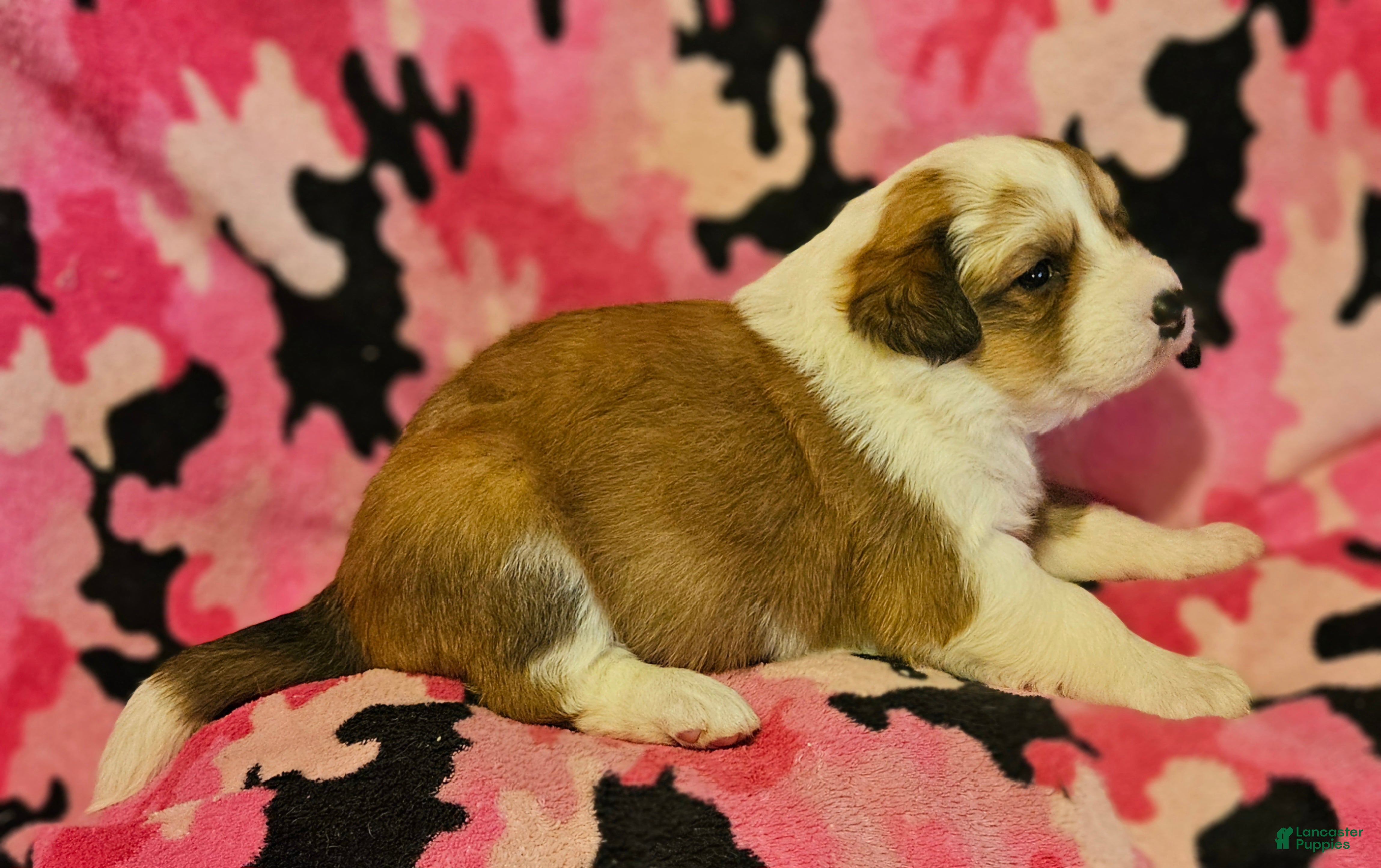 Border Collie dogs Trish - Ad 15