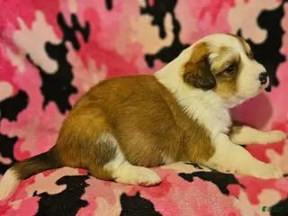 Border Collie dogs Trish - Ad 15