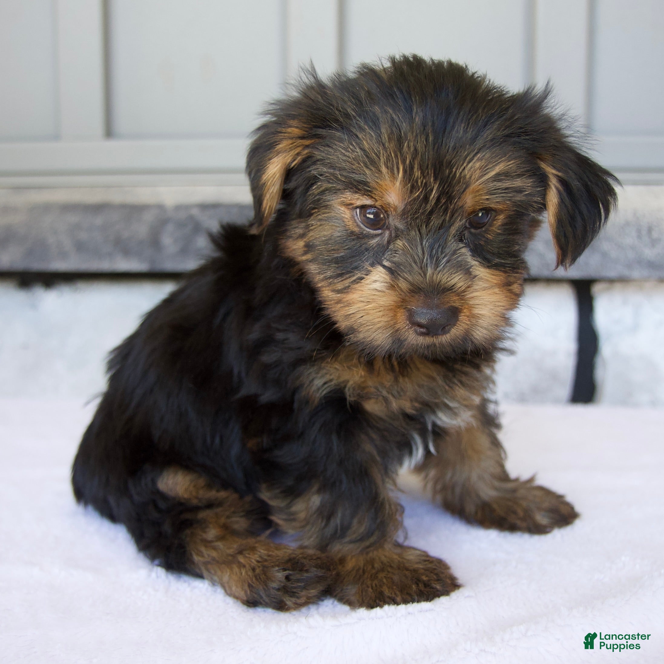 Yorkshire Terrier dogs Dakota - Ad 1