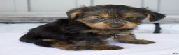 Yorkshire Terrier dogs for sale: Dakota - Ad 1