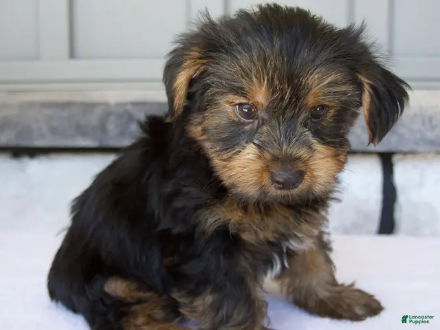 Yorkshire Terrier dogs for sale: Dakota - Ad 1