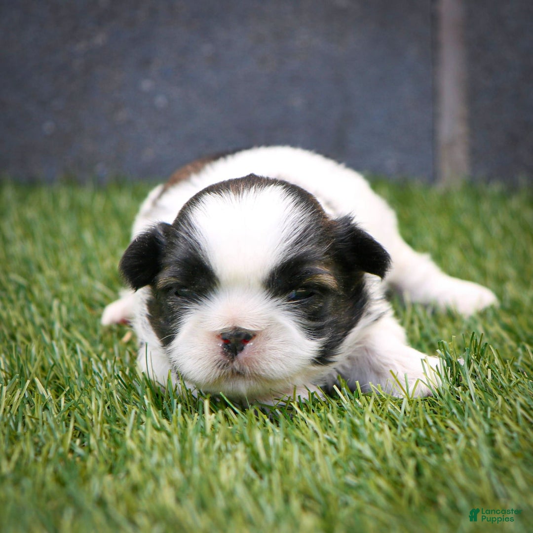 Shih Tzu dogs for sale: Cash - Ad 15