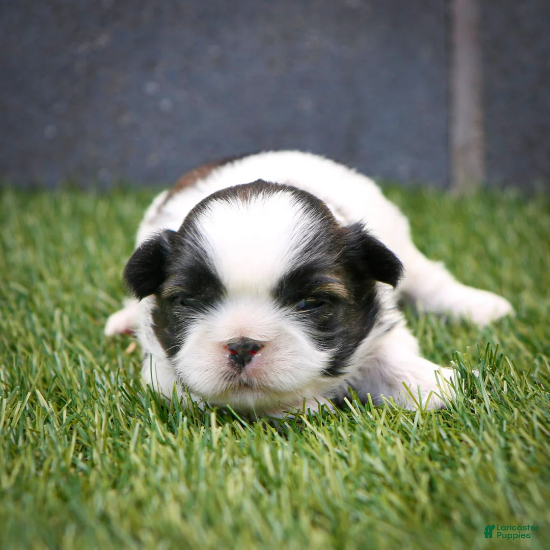 Shih Tzu dogs for sale: Cash - Ad 15