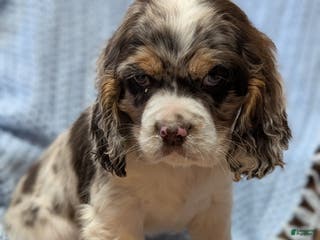 Cocker Spaniel dogs Wynter - Ad 31