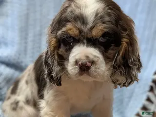 Cocker Spaniel dogs Wynter - Ad 38