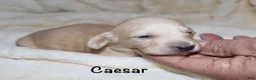 Dachshund dogs for sale: Caesar  - Ad 2