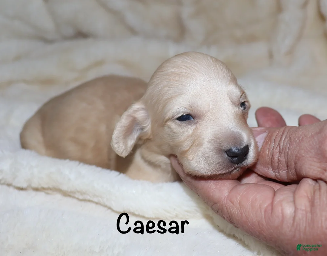 Dachshund dogs for sale: Caesar  - Ad 2