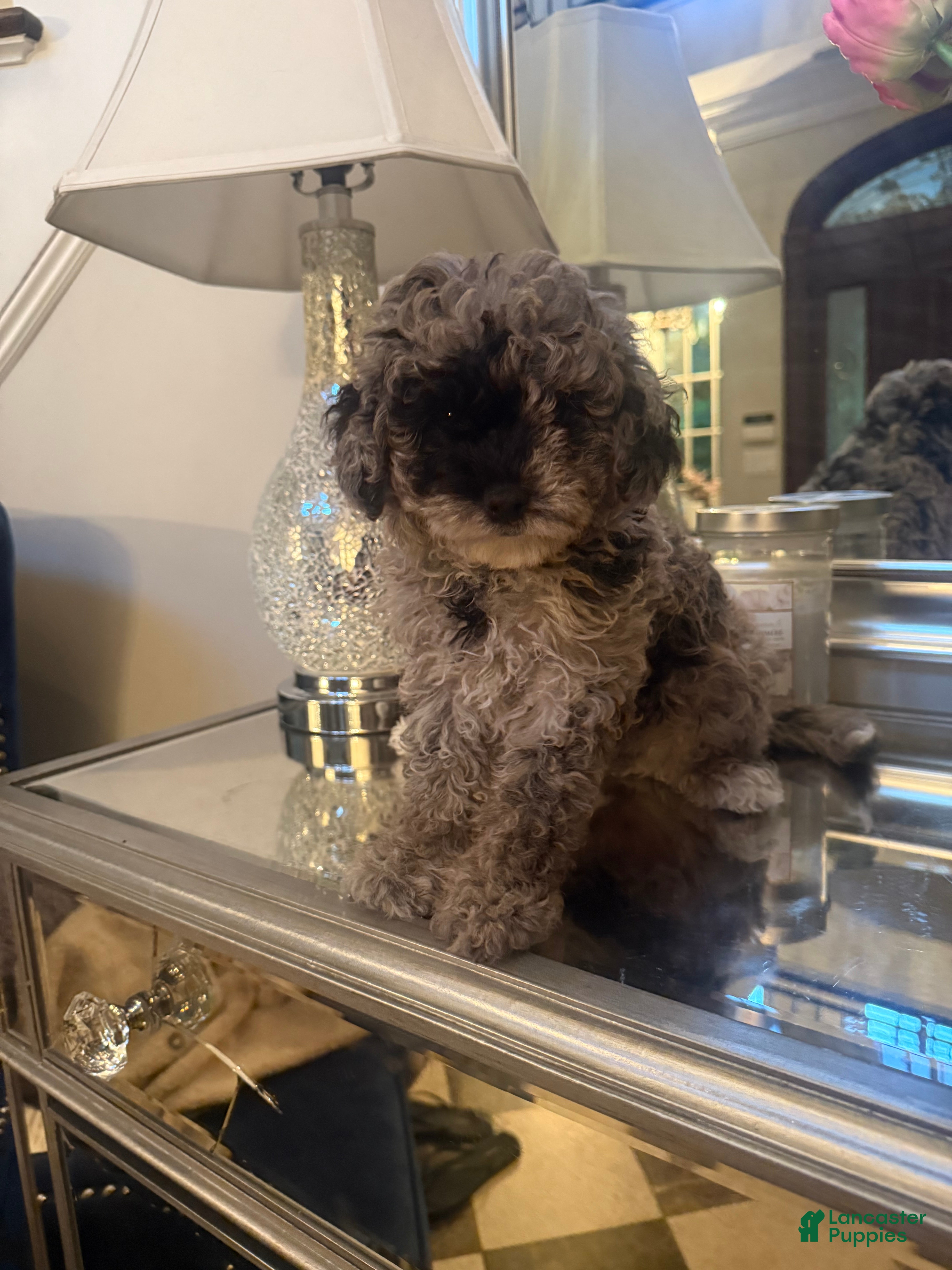 Mini Aussiedoodle dogs Oreo - Ad 1
