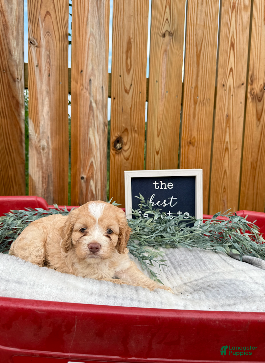 Cockapoo dogs Bailie - Ad 1