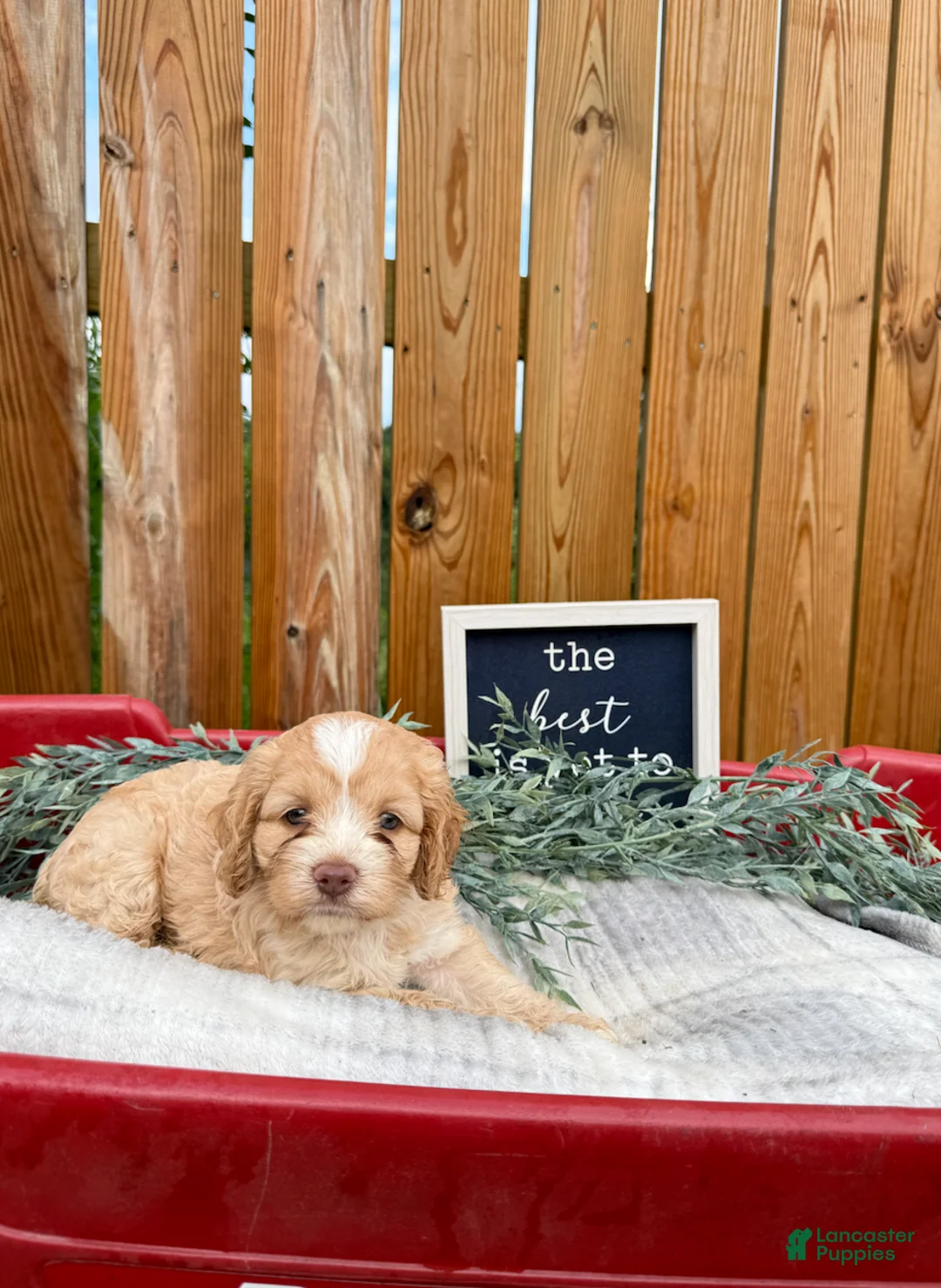 Cockapoo dogs for sale: Bailie - Ad 1