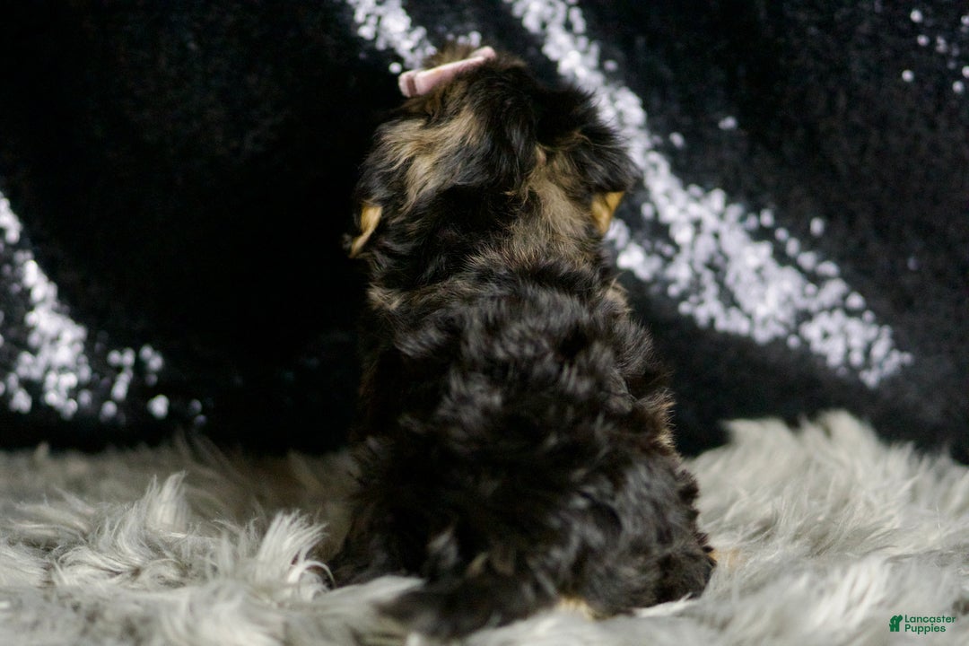Yorkiepoo dogs for sale: Daphne - Ad 8