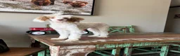 Miniature Poodle dogs for sale: Akc 🧬 Tested Clear Atat Kyky S/S bb  - Ad 10