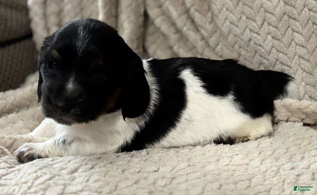 Dachshund dogs for sale: Dachshund Puppy 1 - Ad 2