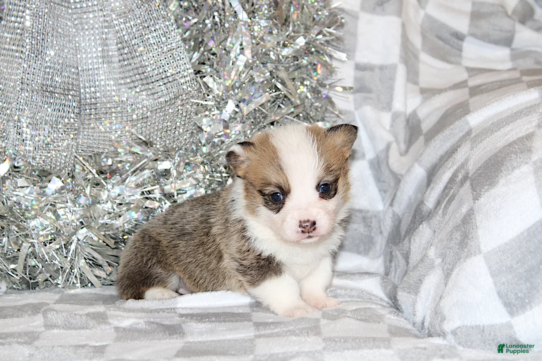 Welsh Corgi Pembroke dogs for sale: Carlotta - Ad 25