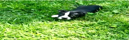 Boston Terrier dogs for sale: SALE PENDING - Ad 13
