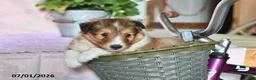 Shetland Sheepdog dogs for sale: Jubilee - Ad 1