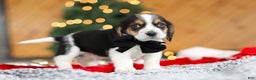 Beagle dogs for sale: Lawrence  - Ad 5