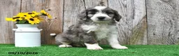 Mini Aussiedoodle dogs for sale: Alex - Ad 4