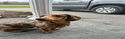 Miniature Dachshund dogs for sale: Miniature Dachshund Puppy 1 - Ad 10