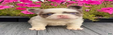 Darla
