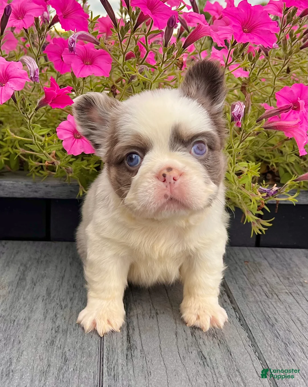 French Bulldog dogs for sale: Darla - Ad 1