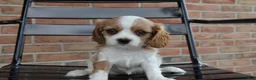 Cavalier King Charles Spaniel dogs for sale: Pumpkin - Ad 4
