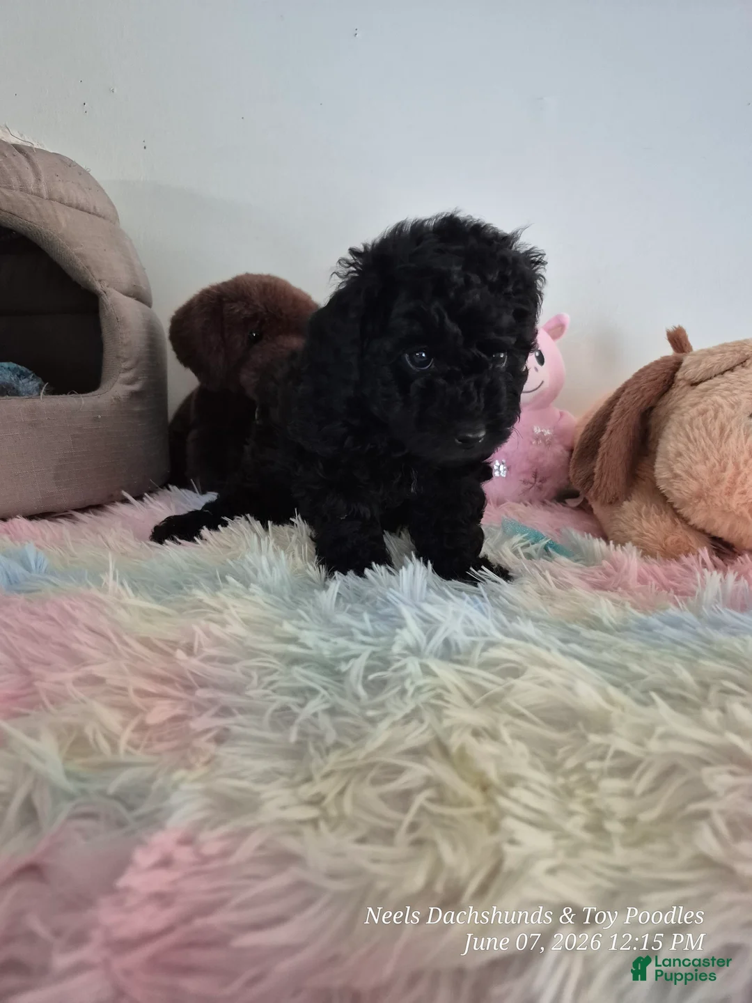 Toy Poodle dogs for sale: Toy Poodle Puppy 2 - Ad 4